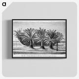 2-27_Les-Palmiers-Histoire-Iconographique_blk-crop