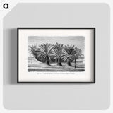 2-27_Les-Palmiers-Histoire-Iconographique_blk