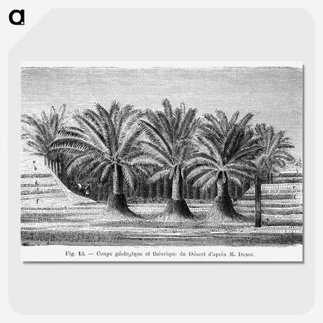 2-27_Les-Palmiers-Histoire-Iconographique_picture-crop