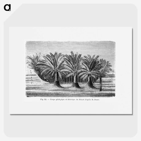 2-27_Les-Palmiers-Histoire-Iconographique_picture