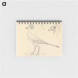 Secretary Bird
 - ルイージ バルガーニ Memo.