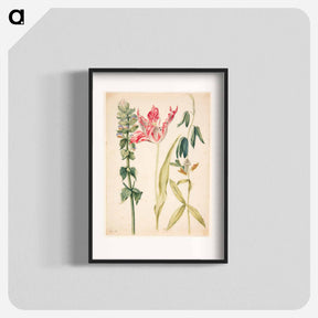 アートポスター-Three Flowers with Tulip
 - マリア ジビーラ メーリアン Poster.