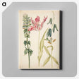 2-27_Maria-Sibylla-Merian_canvas