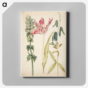 2-27_Maria-Sibylla-Merian_canvas