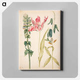 アートパネル-Three Flowers with Tulip
 - マリア ジビーラ メーリアン Canvas.