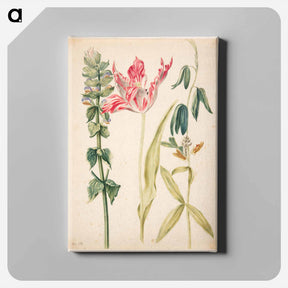 アートパネル-Three Flowers with Tulip
 - マリア ジビーラ メーリアン Canvas.