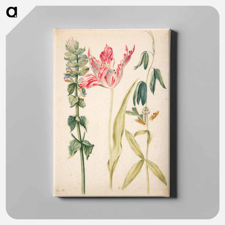 アートパネル-Three Flowers with Tulip
 - マリア ジビーラ メーリアン Canvas.