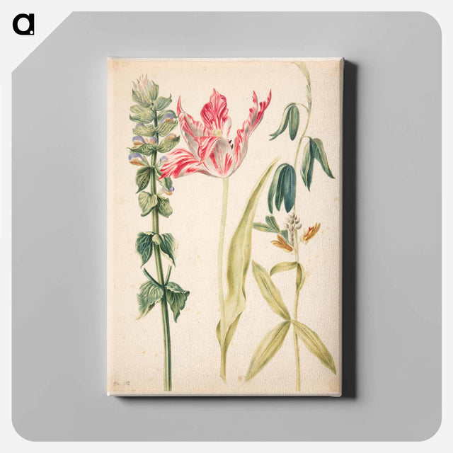 アートパネル-Three Flowers with Tulip
 - マリア ジビーラ メーリアン Canvas.