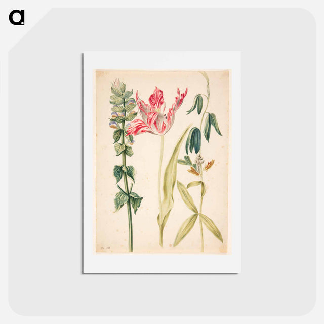 アートポストカード-Three Flowers with Tulip
 - マリア ジビーラ メーリアン Postcard.