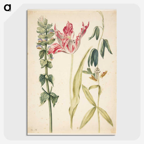 2-27_Maria-Sibylla-Merian_picture-crop