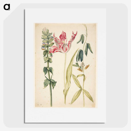 2-27_Maria-Sibylla-Merian_picture