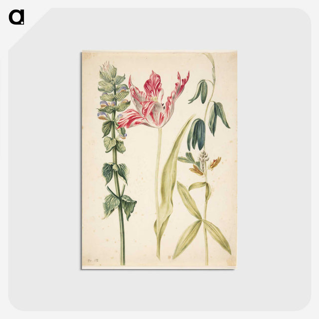2-27_Maria-Sibylla-Merian_postcard