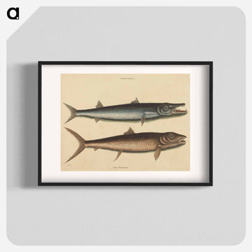 The Barracuda
 - マーク ケイツビー Poster.