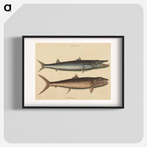 The Barracuda
 - マーク ケイツビー Poster.