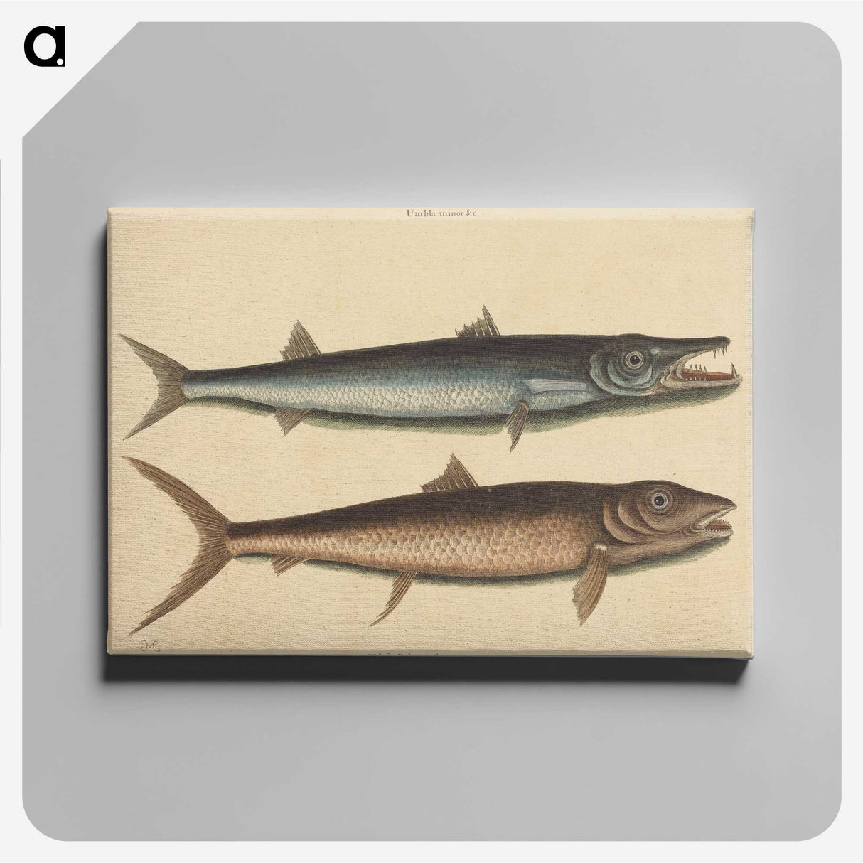 2-27_Mark-Catesby_canvas