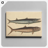 2-27_Mark-Catesby_canvas