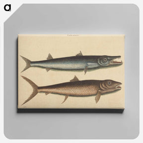 2-27_Mark-Catesby_canvas