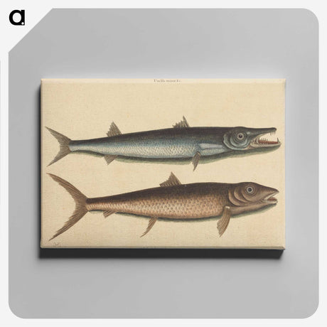2-27_Mark-Catesby_canvas