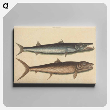 アートパネル-The Barracuda
 - マーク ケイツビー Canvas.