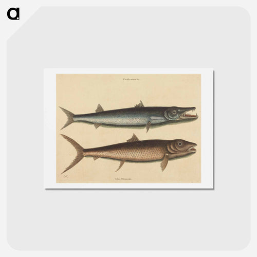 The Barracuda
 - Mark Catesby Postcard.
