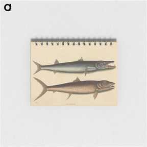 2-27_Mark-Catesby_memo