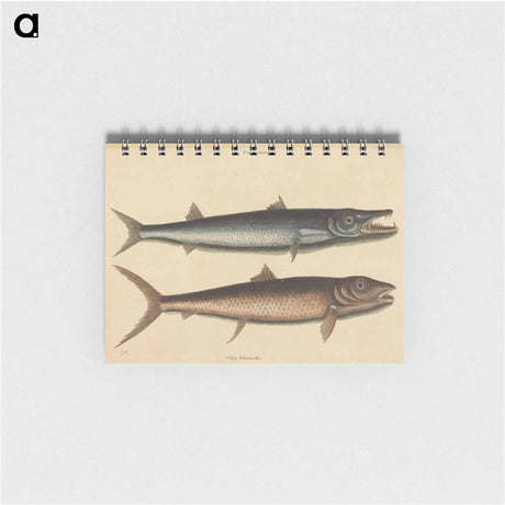 アートメモ帳-The Barracuda
 - マーク ケイツビー Memo.