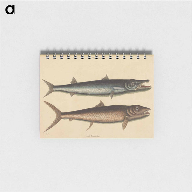 アートメモ帳-The Barracuda
 - マーク ケイツビー Memo.
