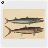 2-27_Mark-Catesby_picture-crop