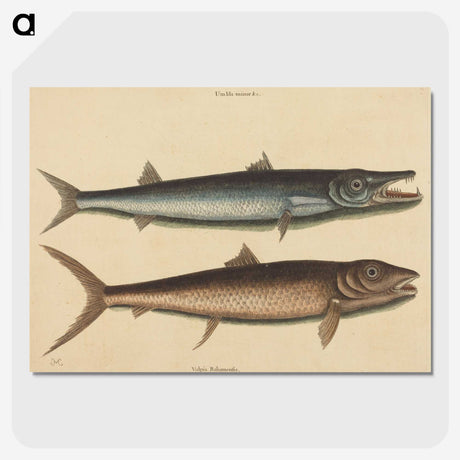 2-27_Mark-Catesby_picture-crop