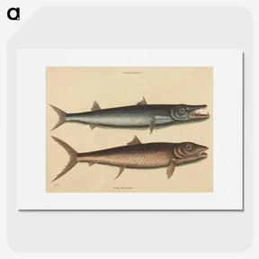 2-27_Mark-Catesby_picture