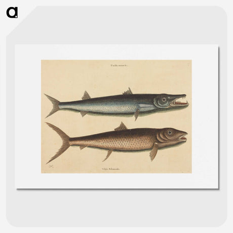 2-27_Mark-Catesby_picture