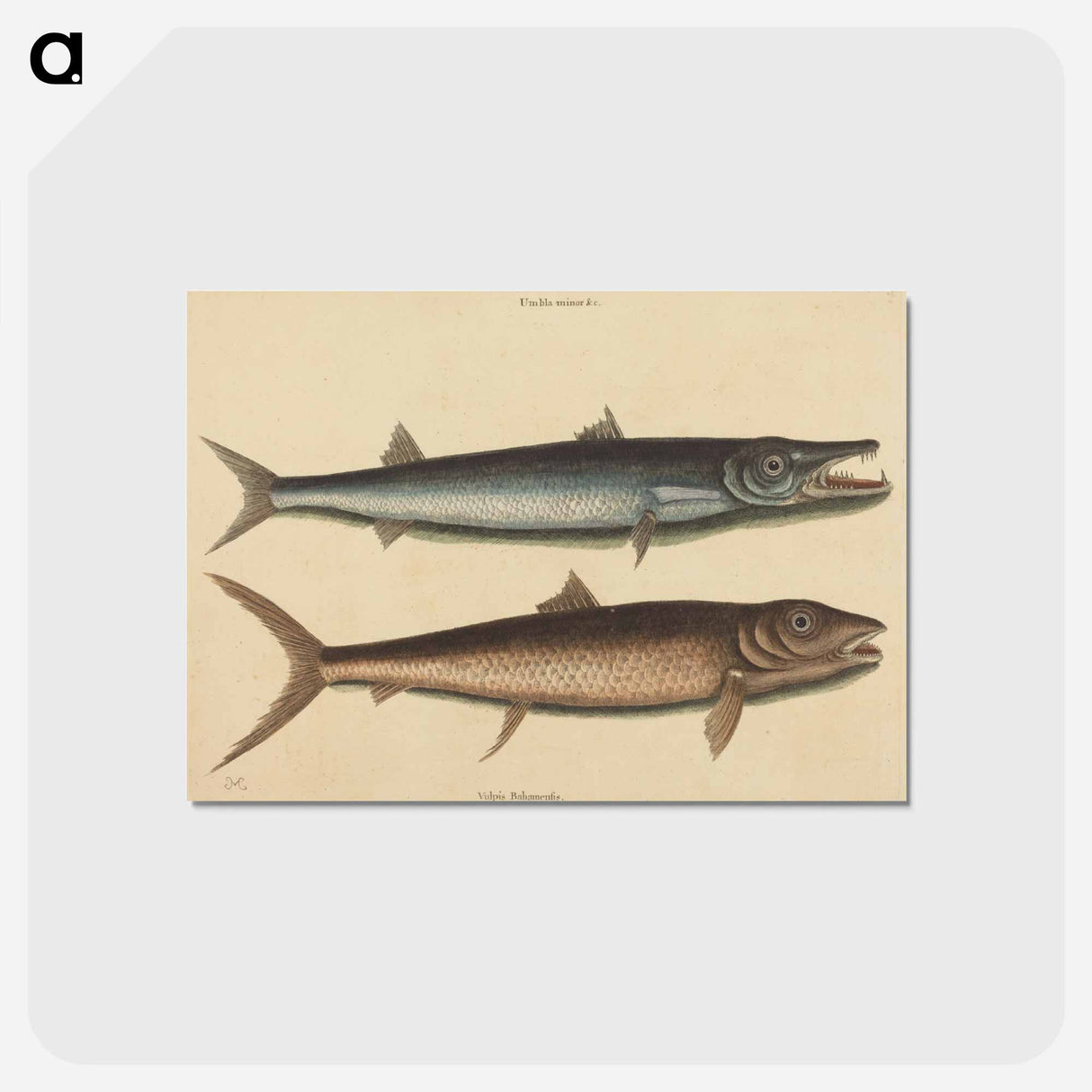 アートポストカード-The Barracuda
 - マーク ケイツビー Postcard.
