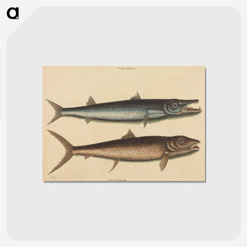 The Barracuda
 - マーク ケイツビー Postcard.