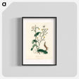 アートポスター-Lactuca Virosa Illustration
 - 薬用植物学 Poster.