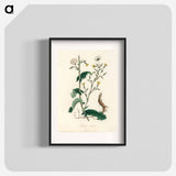 アートポスター-Lactuca Virosa Illustration
 - 薬用植物学 Poster.