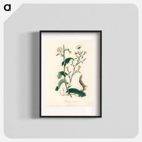 アートポスター-Lactuca Virosa Illustration
 - 薬用植物学 Poster.