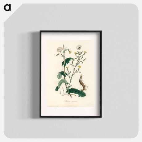アートポスター-Lactuca Virosa Illustration
 - 薬用植物学 Poster.