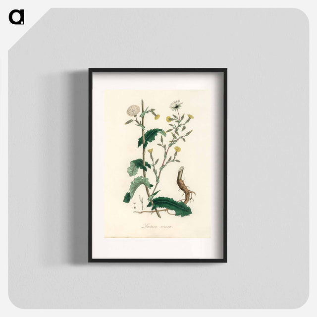 アートポスター-Lactuca Virosa Illustration
 - 薬用植物学 Poster.