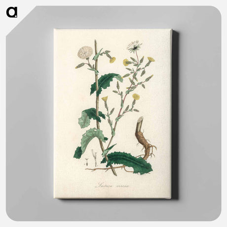 アートパネル-Lactuca Virosa Illustration
 - 薬用植物学 Canvas.