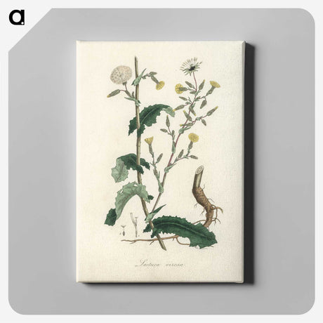 2-27_Medical-Botany_canvas