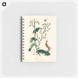 アートメモ帳-Lactuca Virosa Illustration
 - 薬用植物学 Memo.