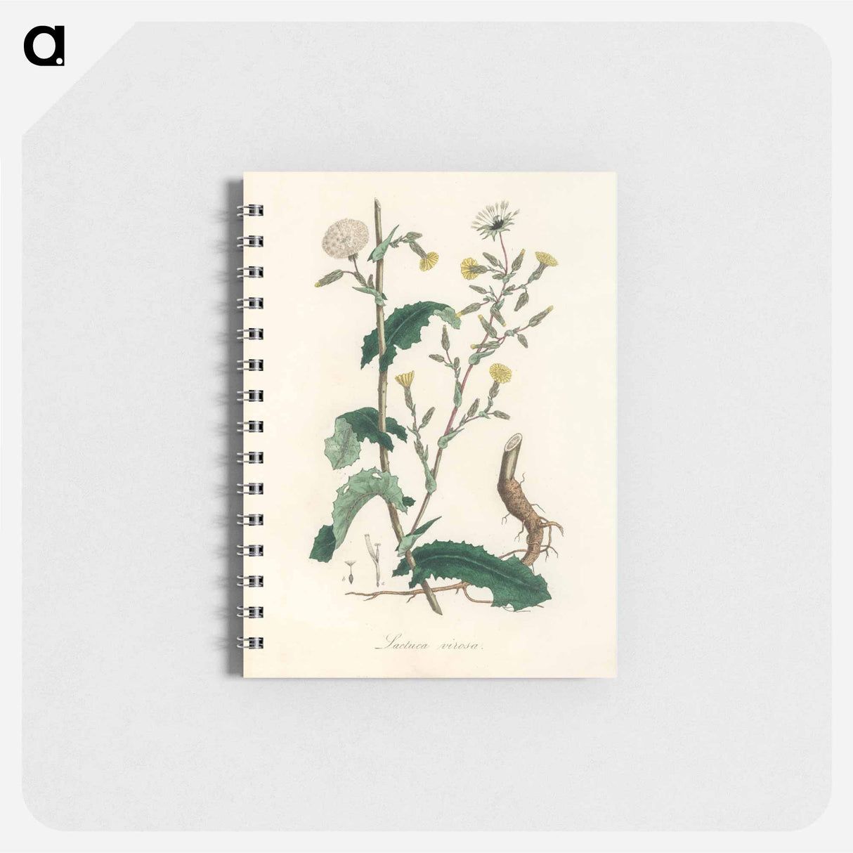 アートメモ帳-Lactuca Virosa Illustration
 - 薬用植物学 Memo.