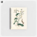 アートメモ帳-Lactuca Virosa Illustration
 - 薬用植物学 Memo.
