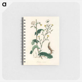 アートメモ帳-Lactuca Virosa Illustration
 - 薬用植物学 Memo.