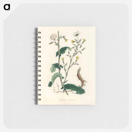 アートメモ帳-Lactuca Virosa Illustration
 - 薬用植物学 Memo.