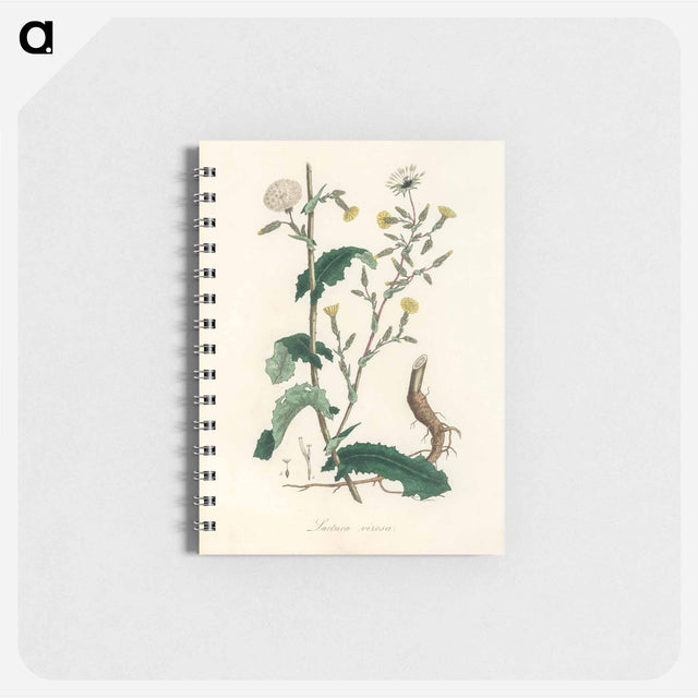 アートメモ帳-Lactuca Virosa Illustration
 - 薬用植物学 Memo.