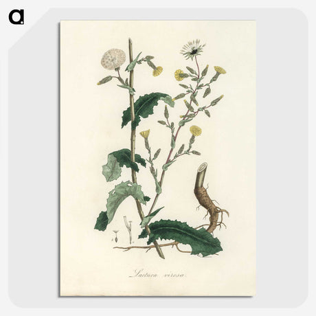 2-27_Medical-Botany_picture-crop