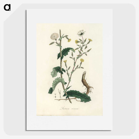 2-27_Medical-Botany_picture