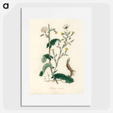 アートポスター-Lactuca Virosa Illustration
 - 薬用植物学 Poster.