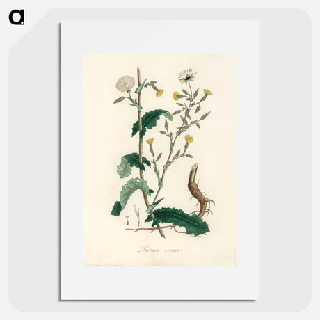 アートポスター-Lactuca Virosa Illustration
 - 薬用植物学 Poster.